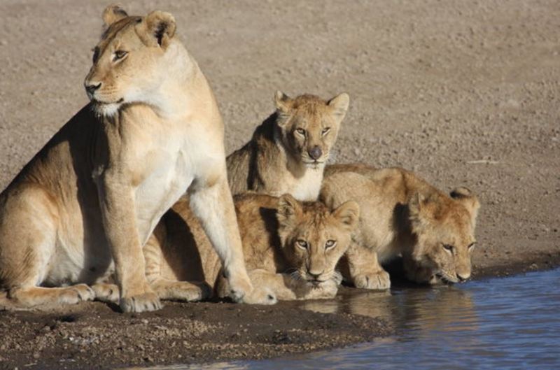 Robanda Kirawira Serena Camp المظهر الخارجي الصورة