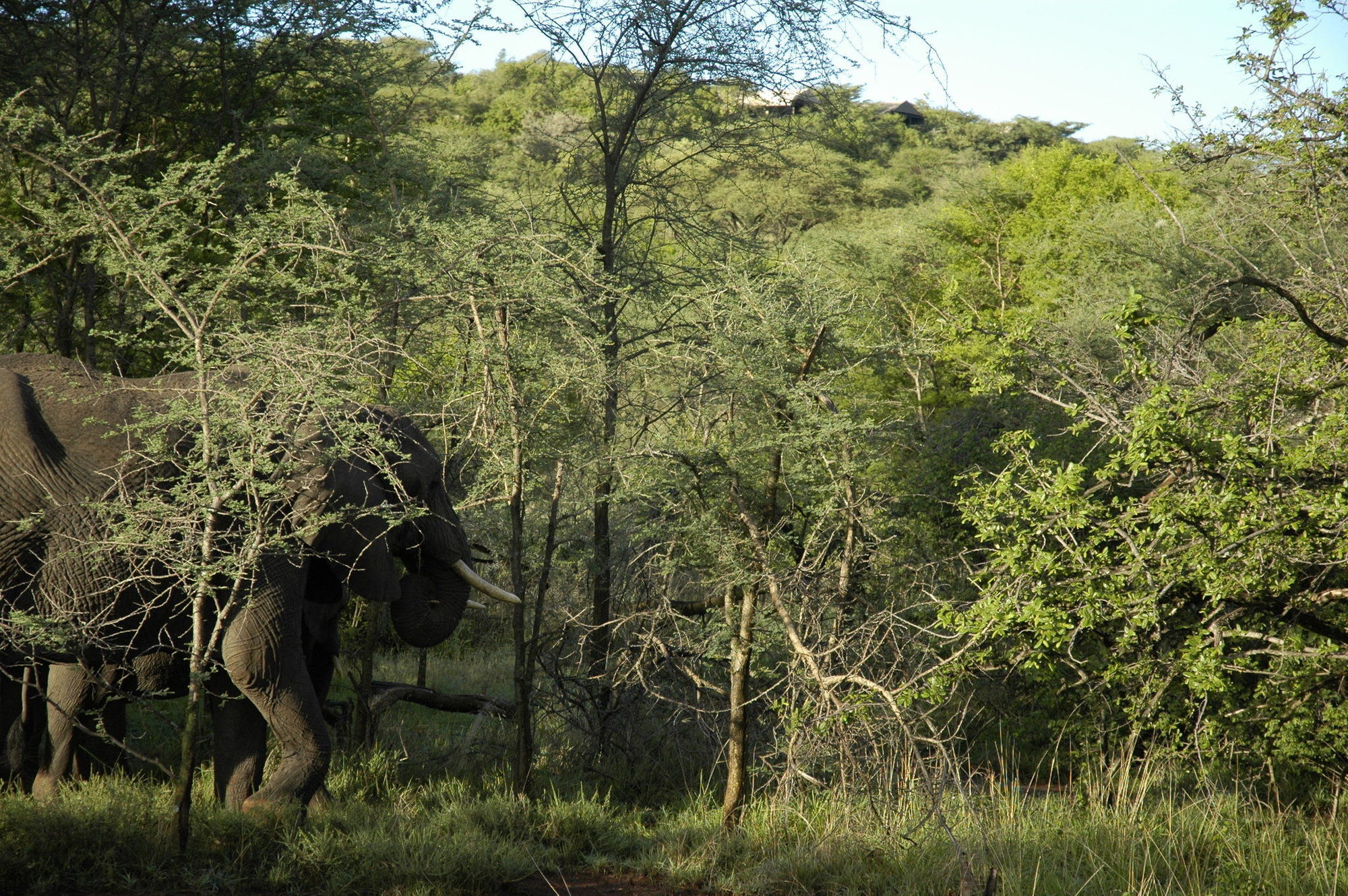 Robanda Kirawira Serena Camp المظهر الخارجي الصورة